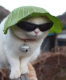 SenorMeow's Avatar